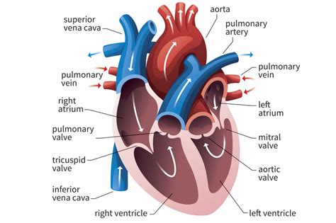 picture of left ventricle heart